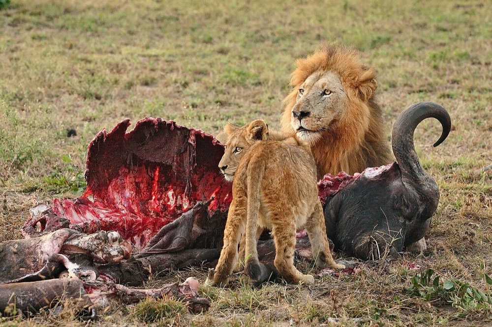 African lion