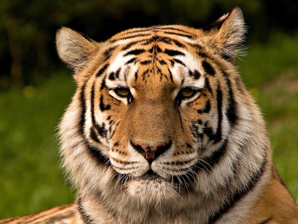 Amur tiger