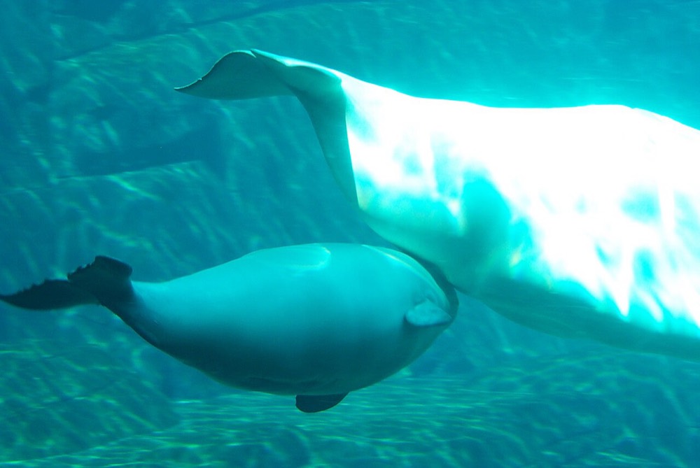 Beluga whale