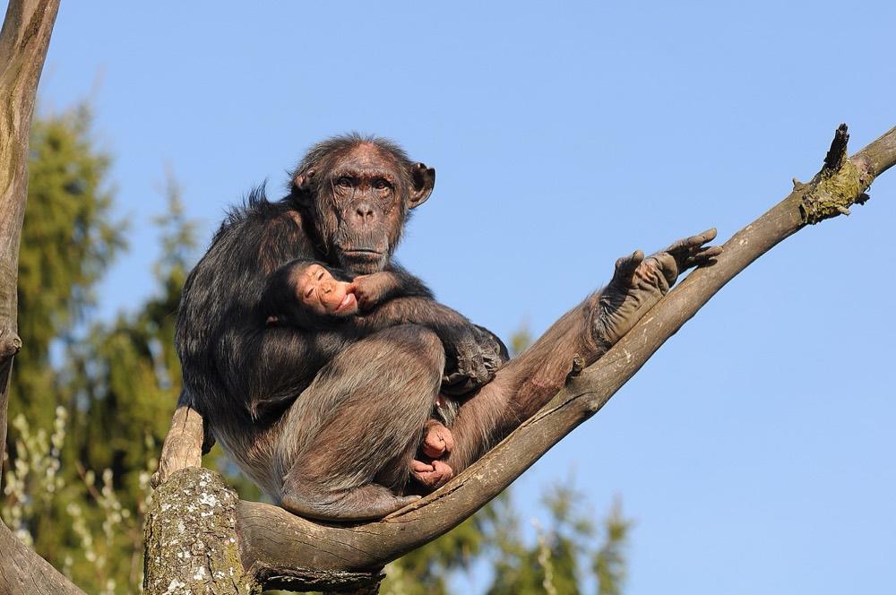 Chimpanzee