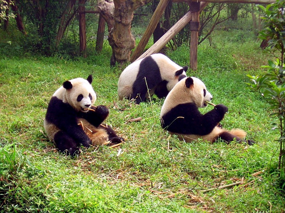 Giant panda