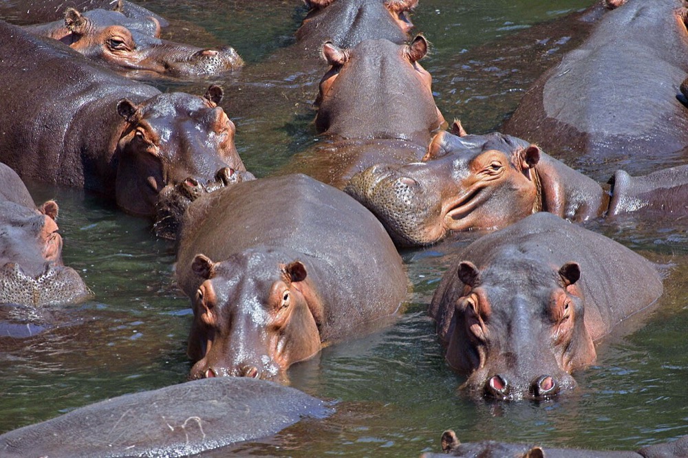 Nile hippopotamus